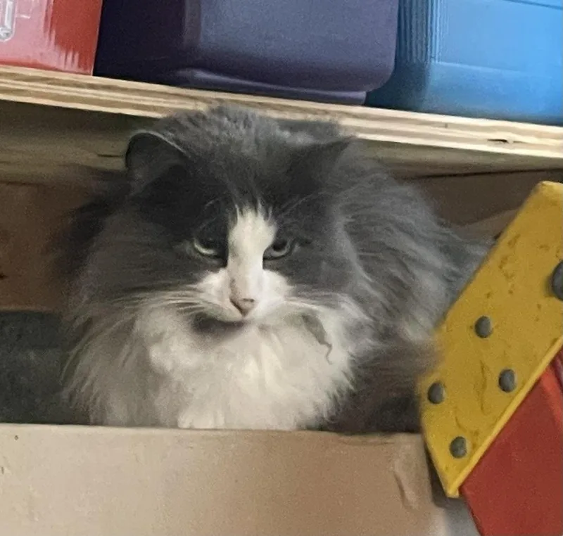An adult small-sized male Gray & White Domestic Long Hair cat named Fluffy for adoption in Metamora, IL