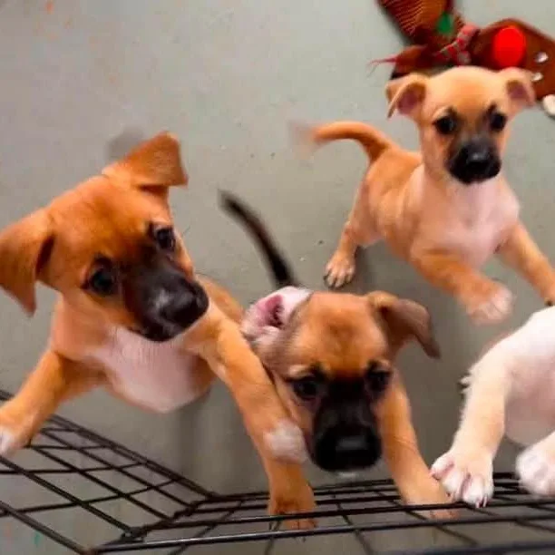Brinas litter