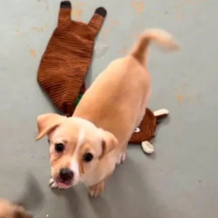 Brinas litter thumbnail 3