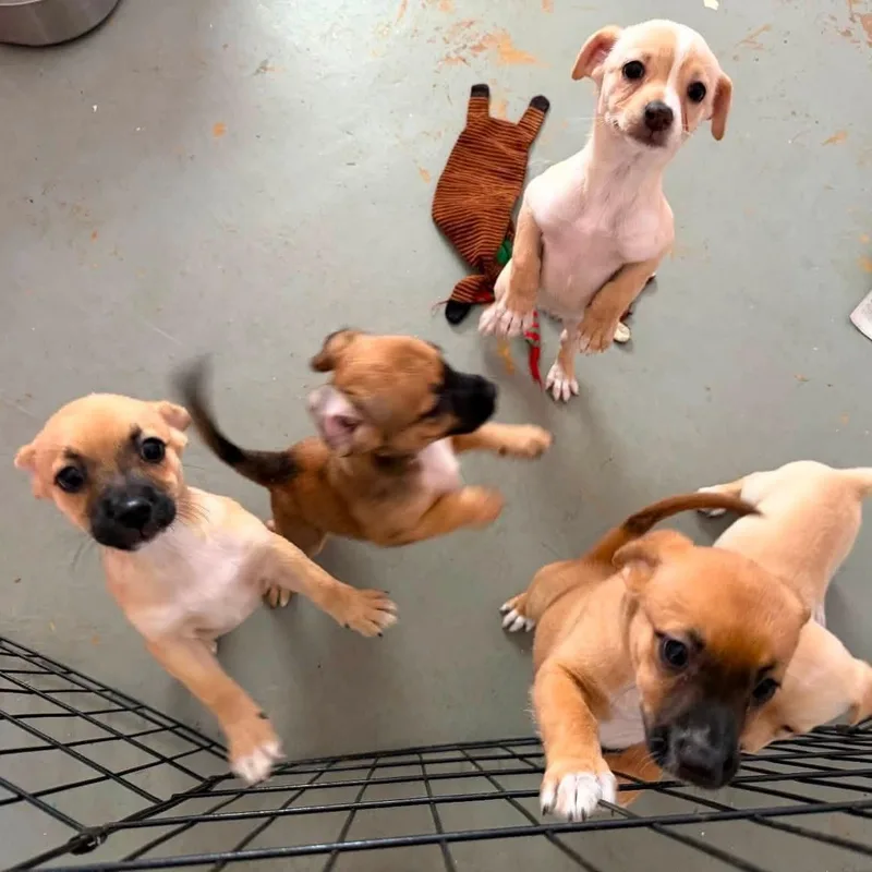Brinas litter thumbnail 4