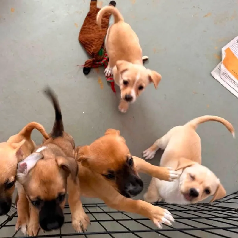 Brinas litter thumbnail 5