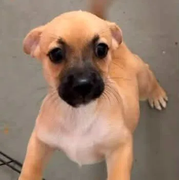 Brinas litter thumbnail 6