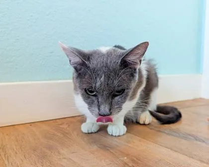 An adult small-sized female Domestic Short Hair cat named Selena for adoption in San Antonio, TX
