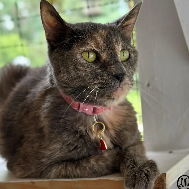 A senior medium-sized female Dilute Tortoiseshell Domestic Short Hair cat named Lucy for adoption in Victor, NY