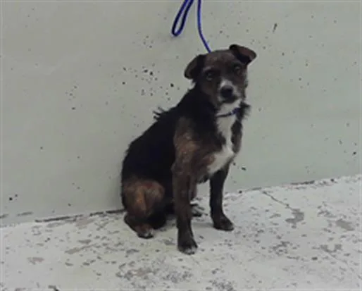 A young small-sized male Border Terrier dog named Castiel for adoption in Houston, TX