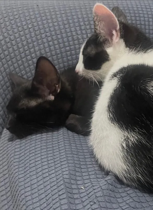 A young medium-sized male Black Domestic Short Hair cat named Lucky for adoption in North Babylon, NY