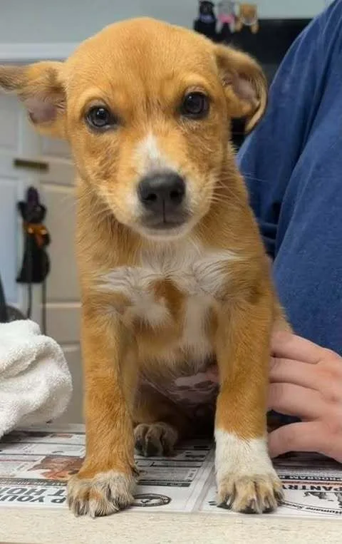 A baby medium-sized female Australian Cattle Dog / Blue Heeler dog named Savannah for adoption in Waunakee, WI