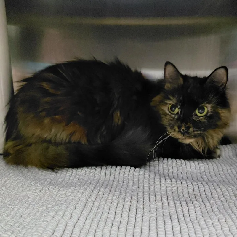 An adult medium-sized female Brown / Chocolate Domestic Medium Hair cat named Jelly for adoption in Philadelphia, PA