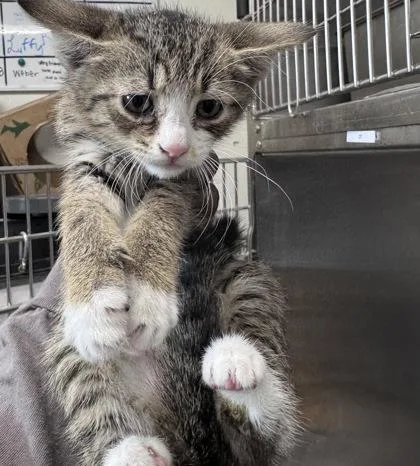 A baby small-sized female Domestic Short Hair cat named Itchy for adoption in West Chester, PA