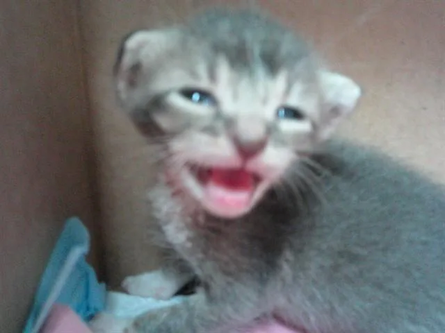 A baby small-sized male Domestic Short Hair cat named A for adoption in Fort Lauderdale, FL