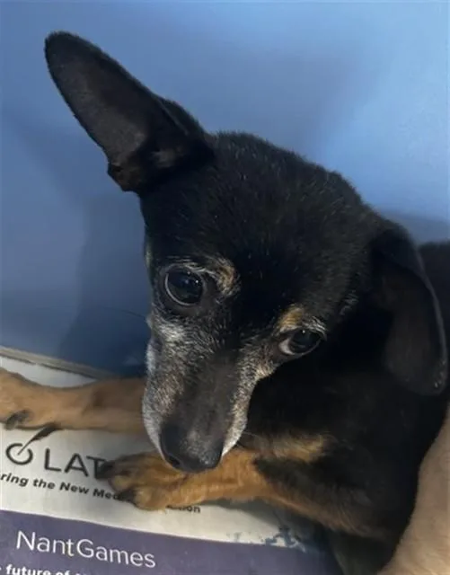 An adult small-sized male Chihuahua dog named Adonis for adoption in San Bernardino, CA