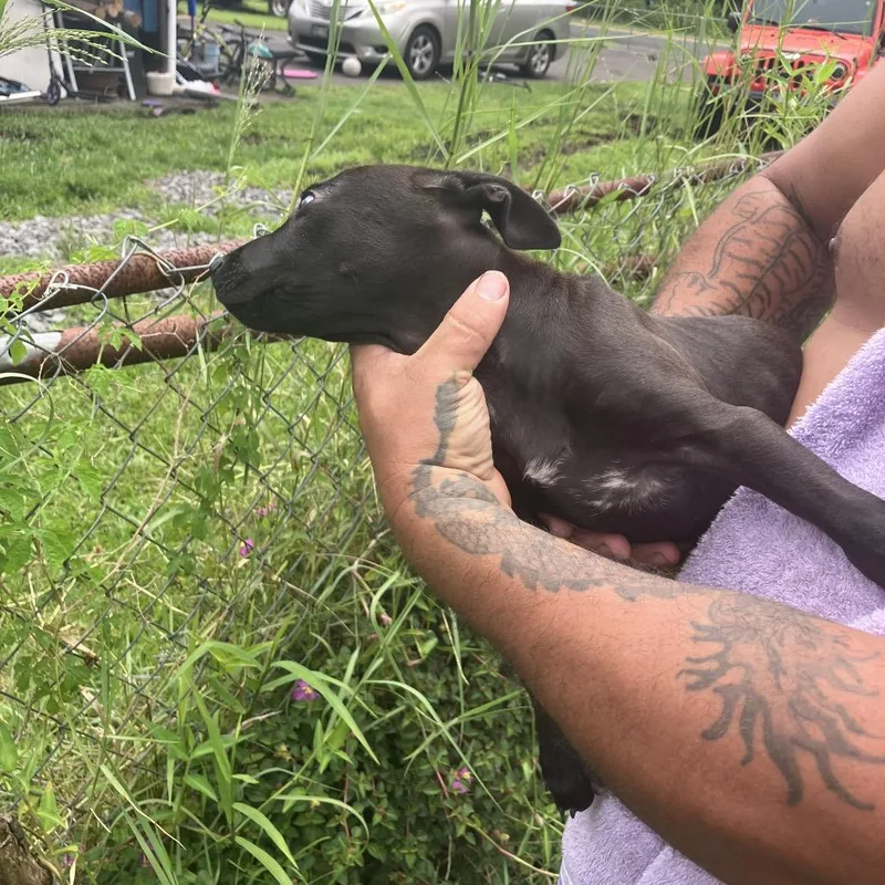 A baby small-sized male Black Mixed Breed dog named Mocha COHA for adoption in Volcano, HI