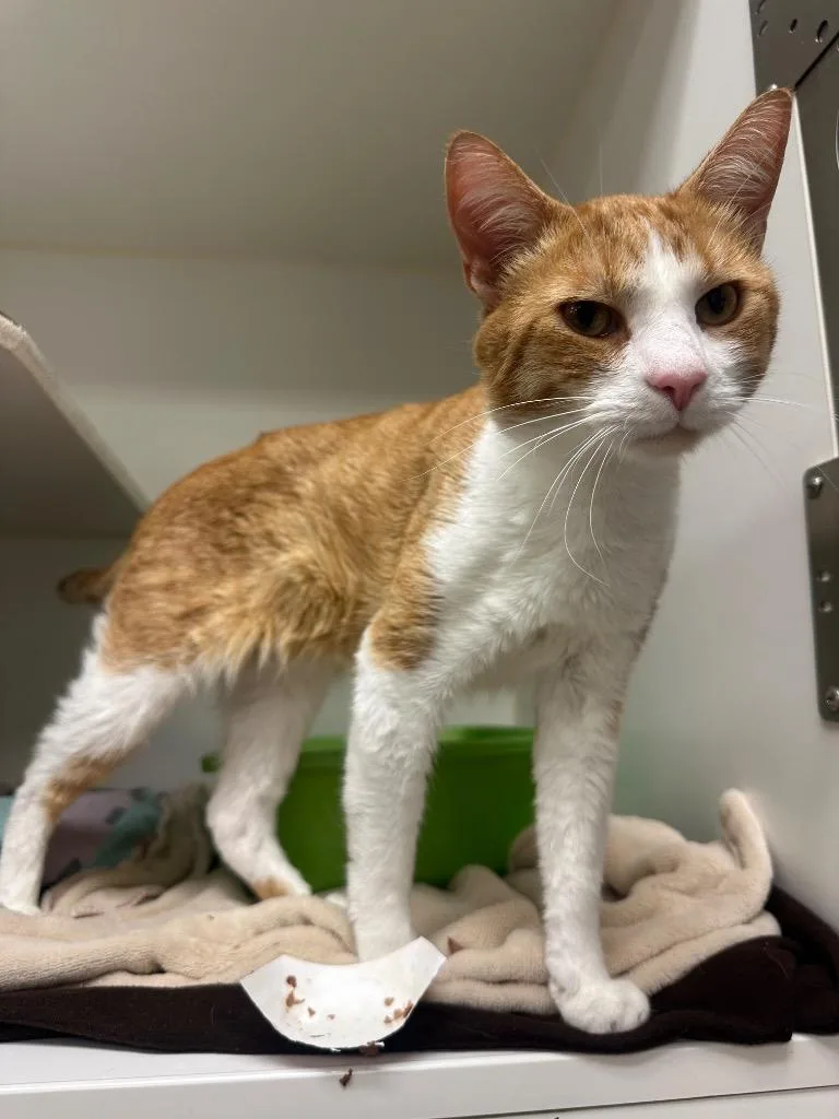 A young medium-sized male Domestic Short Hair cat named Dwight for adoption in Johnson City, TN