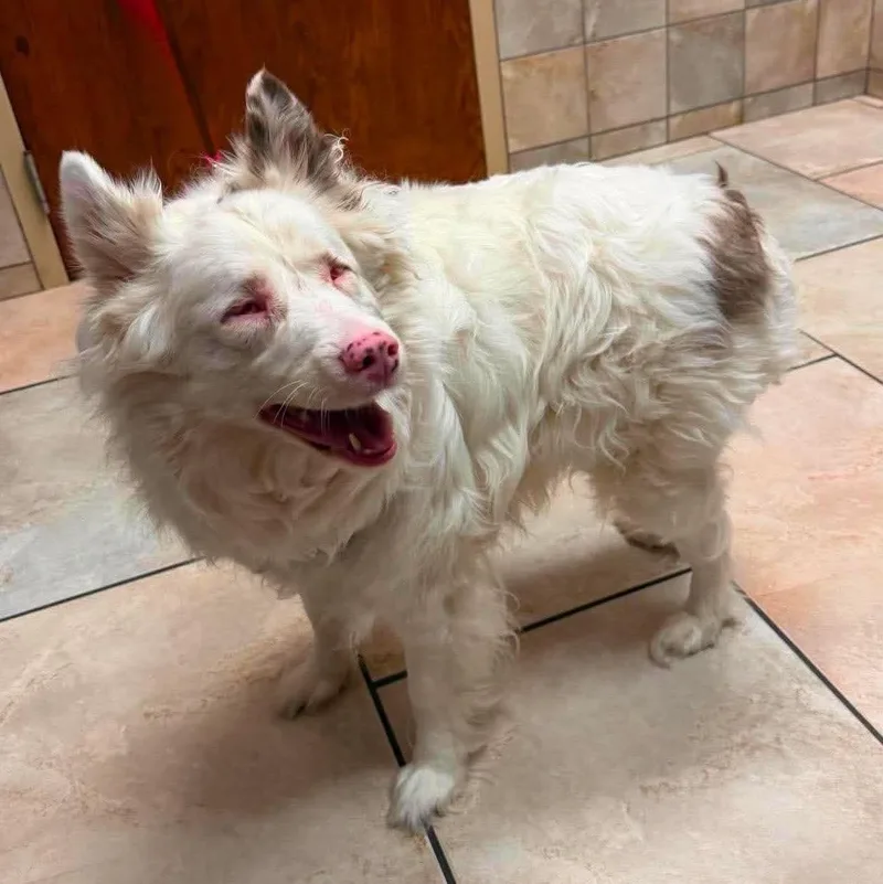 An adult large-sized female Australian Shepherd dog named Hadley Ann for adoption in Arlington, TX