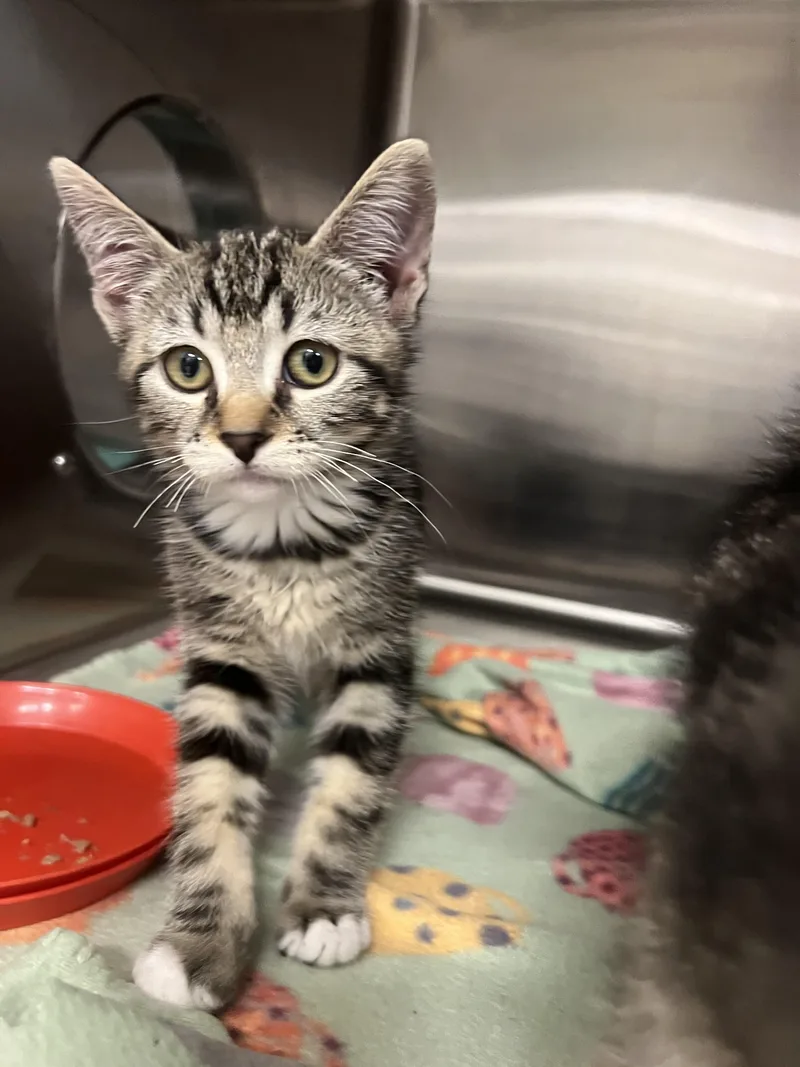 A baby small-sized female Domestic Short Hair cat named Elena for adoption in Chico, CA
