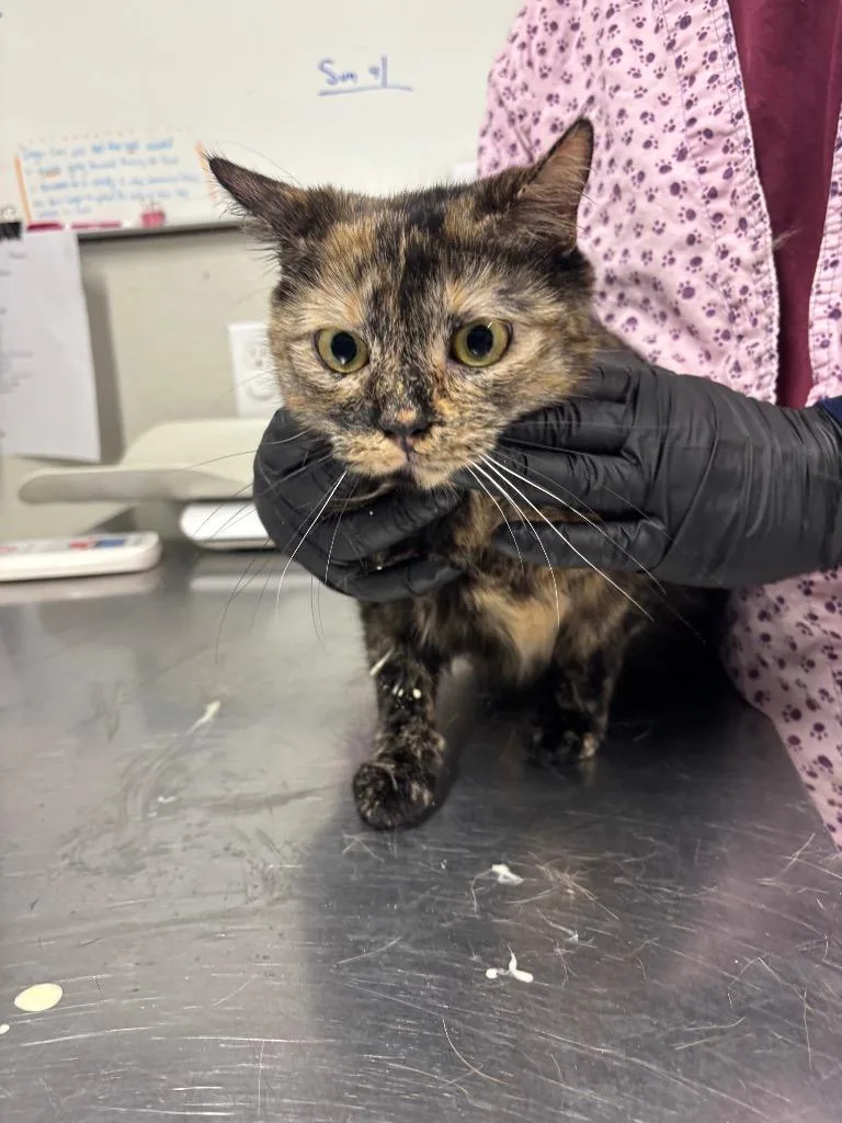 An adult medium-sized female Domestic Medium Hair cat named Aurora for adoption in Fall River, MA