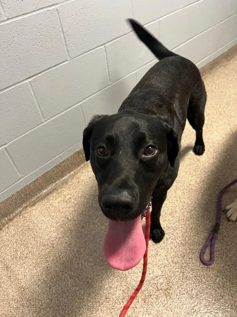 A young medium-sized female Labrador Retriever dog named Cookie for adoption in Troy, OH