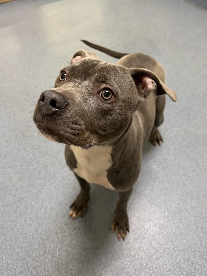 A young medium-sized female Gray / Blue / Silver American Staffordshire Terrier dog named Sadie for adoption in Suffolk, VA