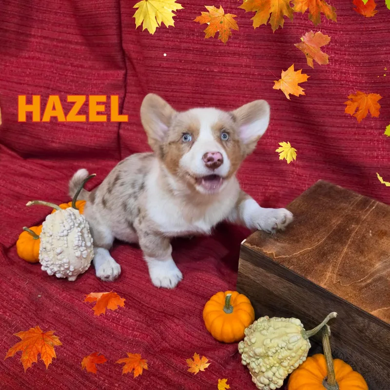 A baby small-sized female Merle (Red) Cardigan Welsh Corgi dog named Hazel for adoption in Newberg, OR