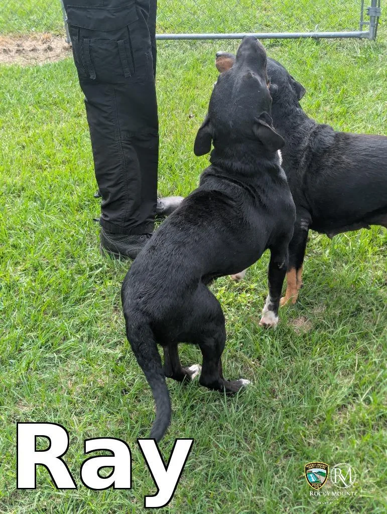 A young medium-sized male Pit Bull Terrier dog named Ray for adoption in Rocky Mount, NC