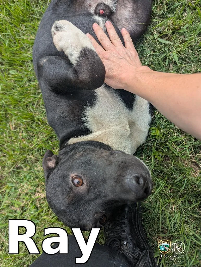 Ray thumbnail 2