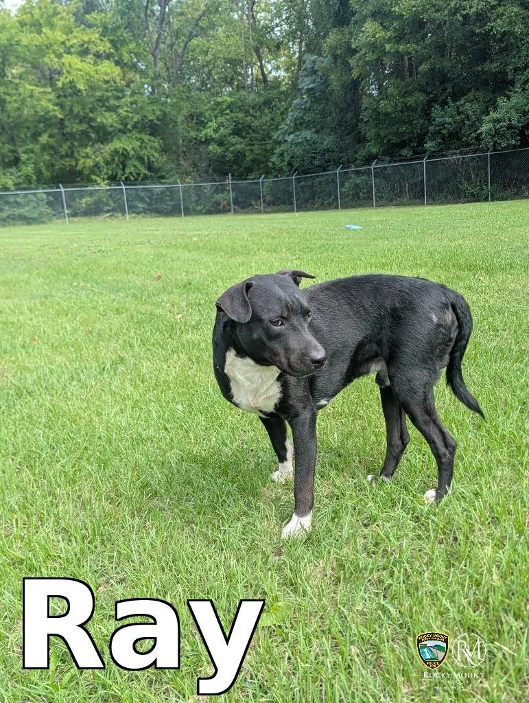 Ray thumbnail 3
