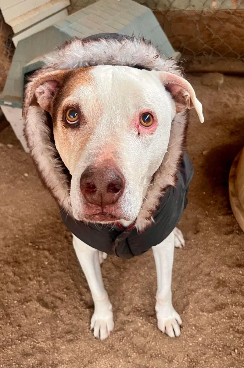 A senior medium-sized male Greyhound dog named Little Dude for adoption in Ventura, CA