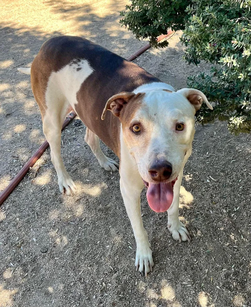 Little Dude thumbnail 6