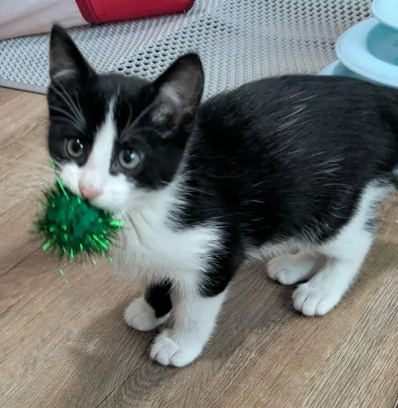 A baby small-sized male Domestic Short Hair cat named Whistler for adoption in Urbandale, IA