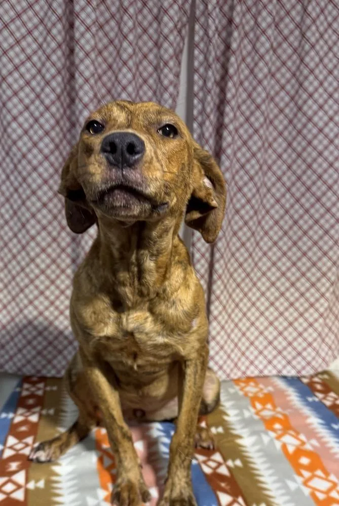 A young medium-sized female Brindle Pointer dog named Charlotte for adoption in Opelousas, LA
