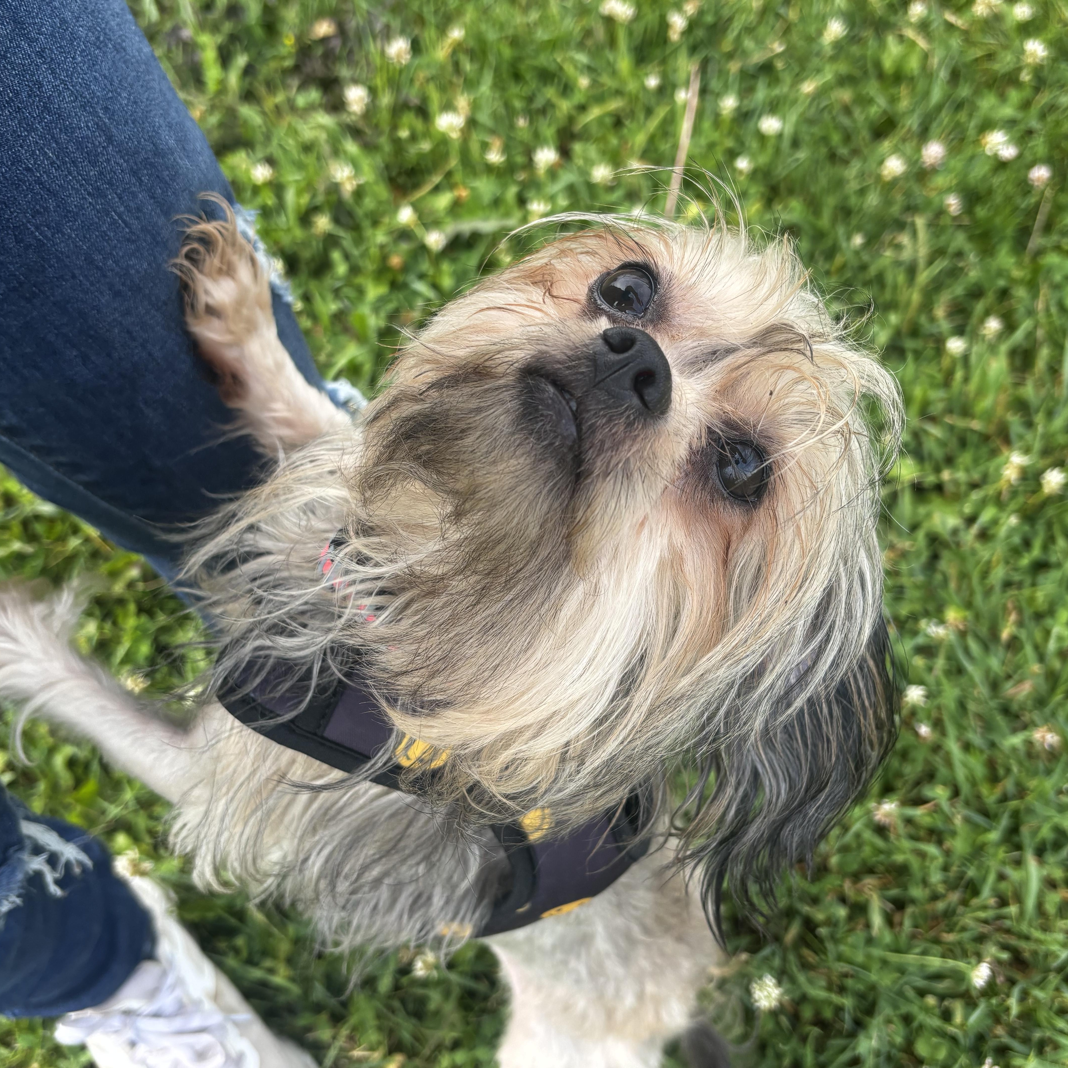 An adult small-sized female Tricolor (Brown, Black, & White) Shih Tzu dog named Scarlett for adoption in Dodgeville, WI