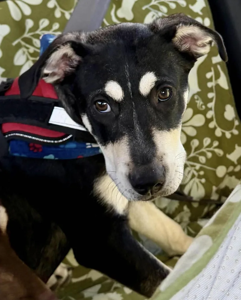A young medium-sized male Husky dog named Milo for adoption in Boston, MA