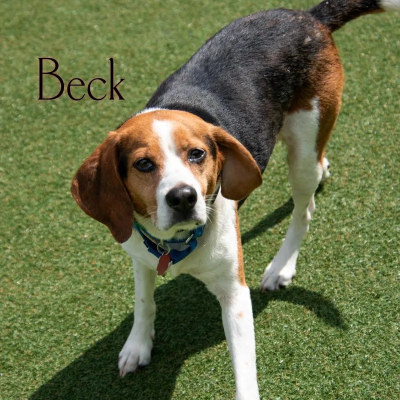 An adult medium-sized male Brown / Chocolate Beagle dog named Beck for adoption in Parkersburg, WV
