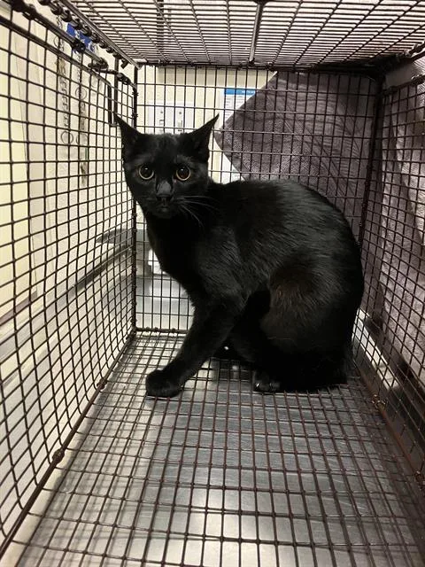 A baby medium-sized female Domestic Short Hair cat named Daisy for adoption in Long Beach, CA