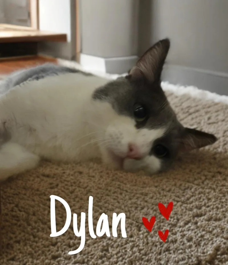 A young medium-sized male Domestic Short Hair cat named Dylan for adoption in Gilbert, AZ