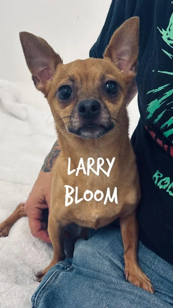 An adult small-sized male Chihuahua dog named Larry Bloom for adoption in Jacksonville, IL