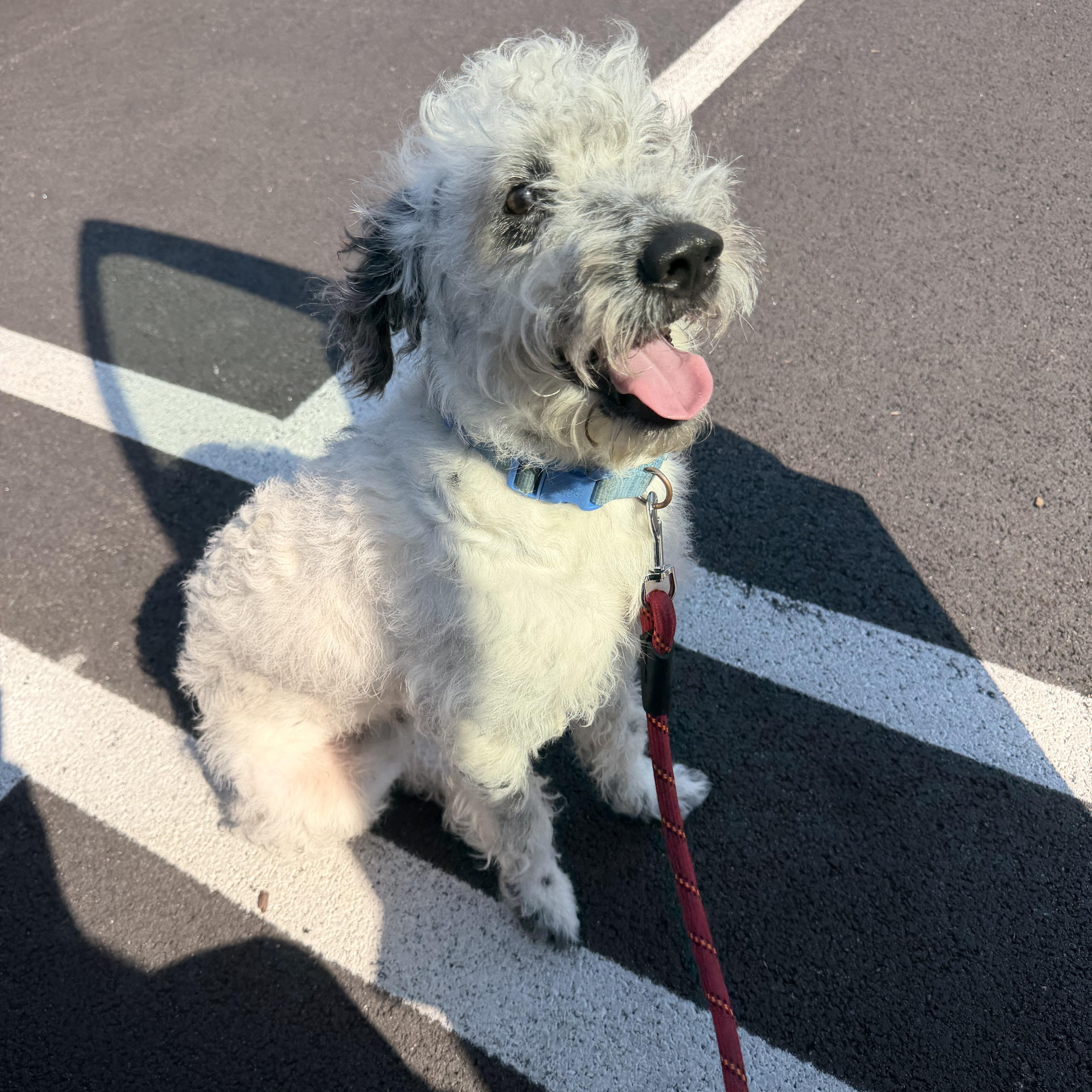 A baby medium-sized male Schnoodle dog named Doug for adoption in Carmel, NY