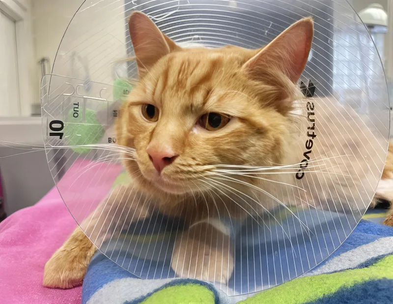 An adult medium-sized male Domestic Short Hair cat named Baga Chipz for adoption in Nashville, TN