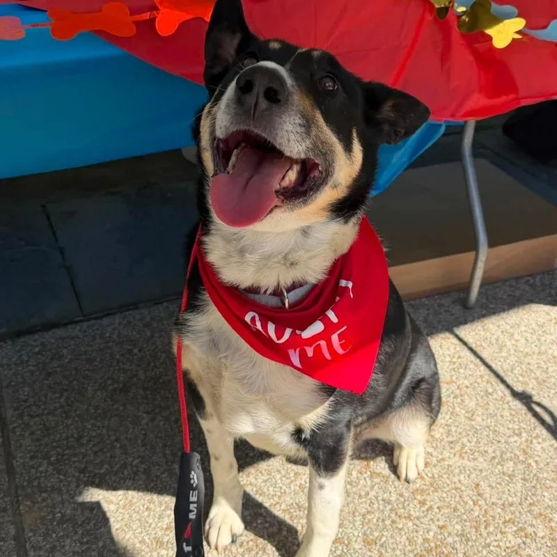 An adult large-sized male Black Smooth Collie dog named Apollo for adoption in Bartlett, TN