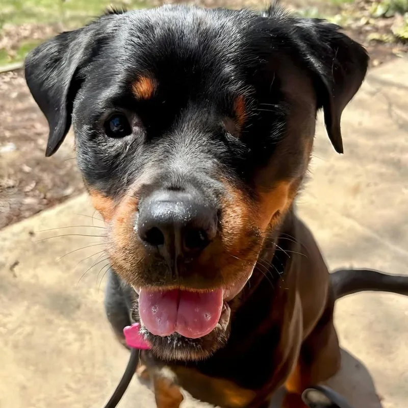A young large-sized female Black Rottweiler dog named Cinderella for adoption in Detroit, MI