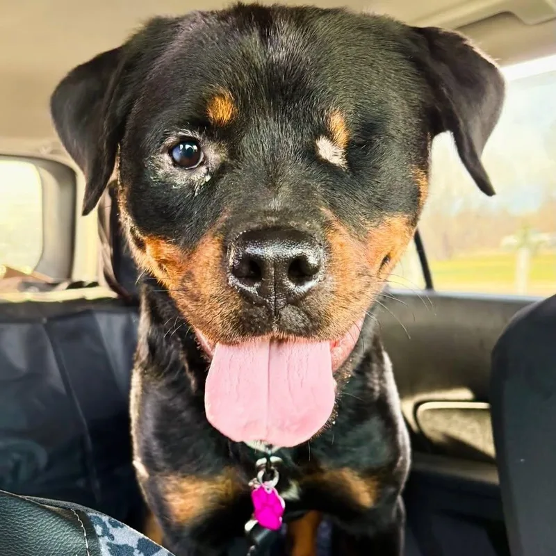 Cinderella thumbnail 2