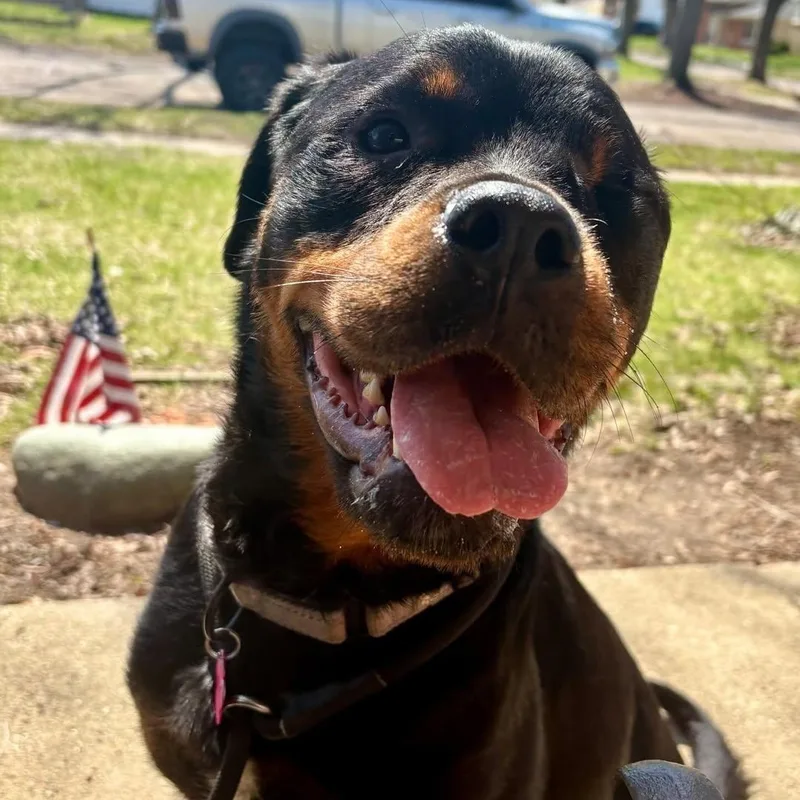 Cinderella thumbnail 3