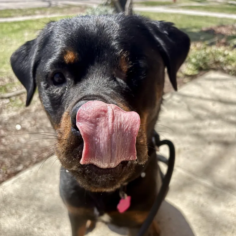 Cinderella thumbnail 4