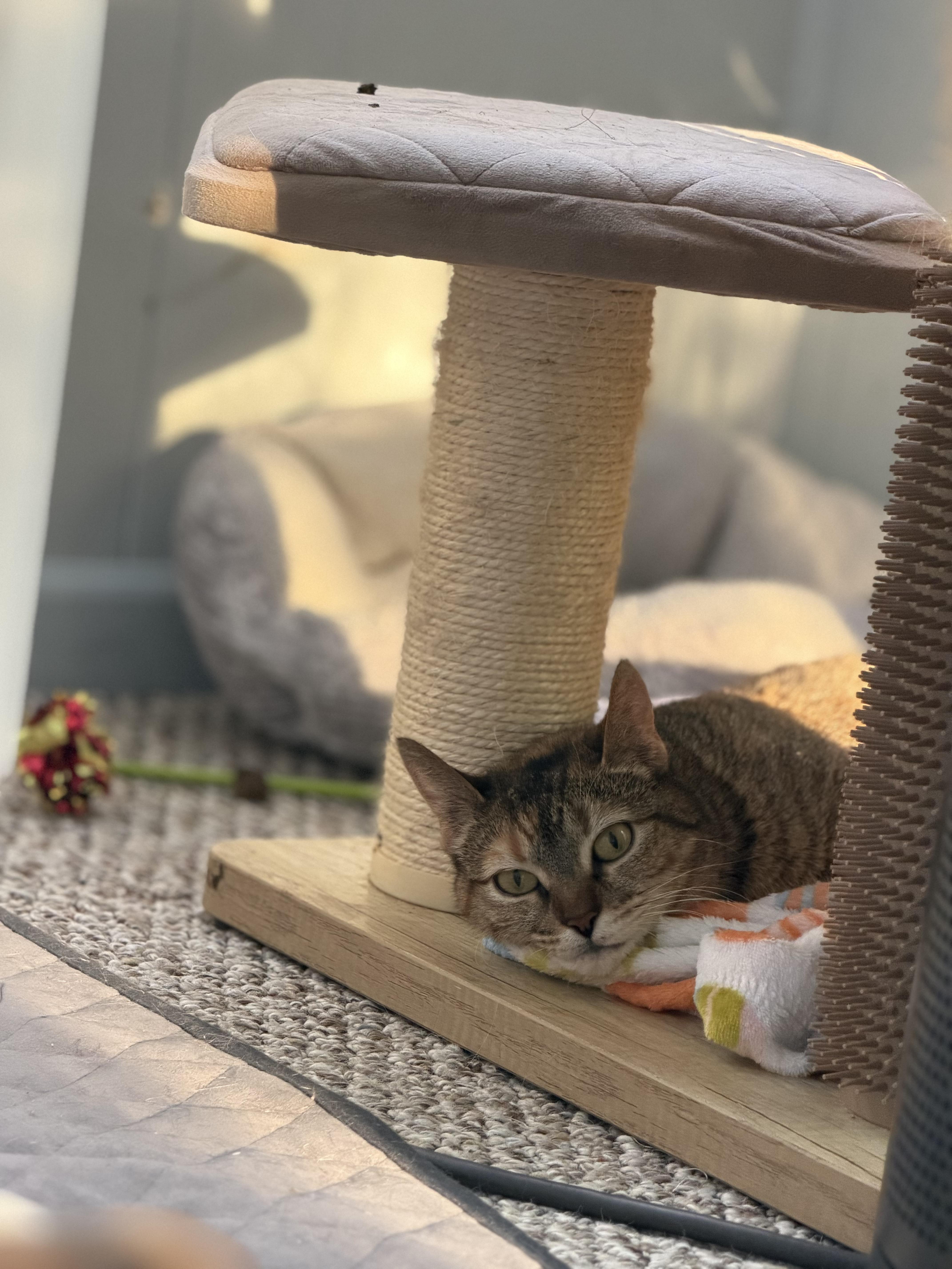 An adult medium-sized female Tabby (Buff / Tan / Fawn) Domestic Short Hair cat named Margo Wobbles Ch for adoption in West Haven, CT