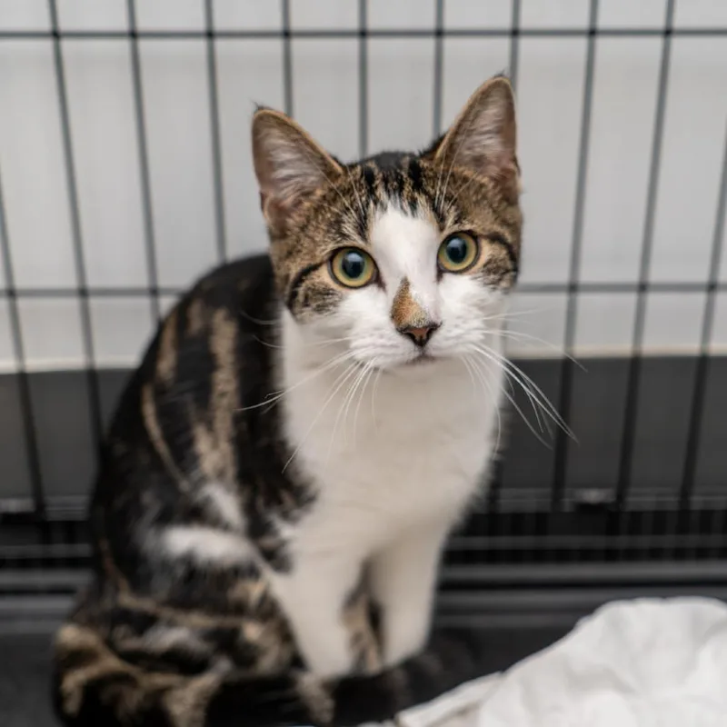 A young small-sized female White Domestic Short Hair cat named Leonela for adoption in New York, NY