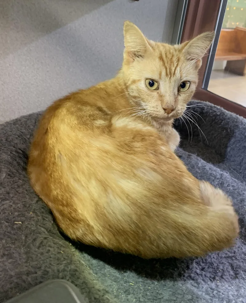A young medium-sized male Tabby (Orange / Red) Domestic Short Hair cat named Rusty SPONSORED for adoption in Massena, NY
