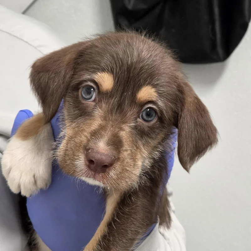 A baby small-sized male Brown / Chocolate Mixed Breed dog named Woody for adoption in Troy, IL