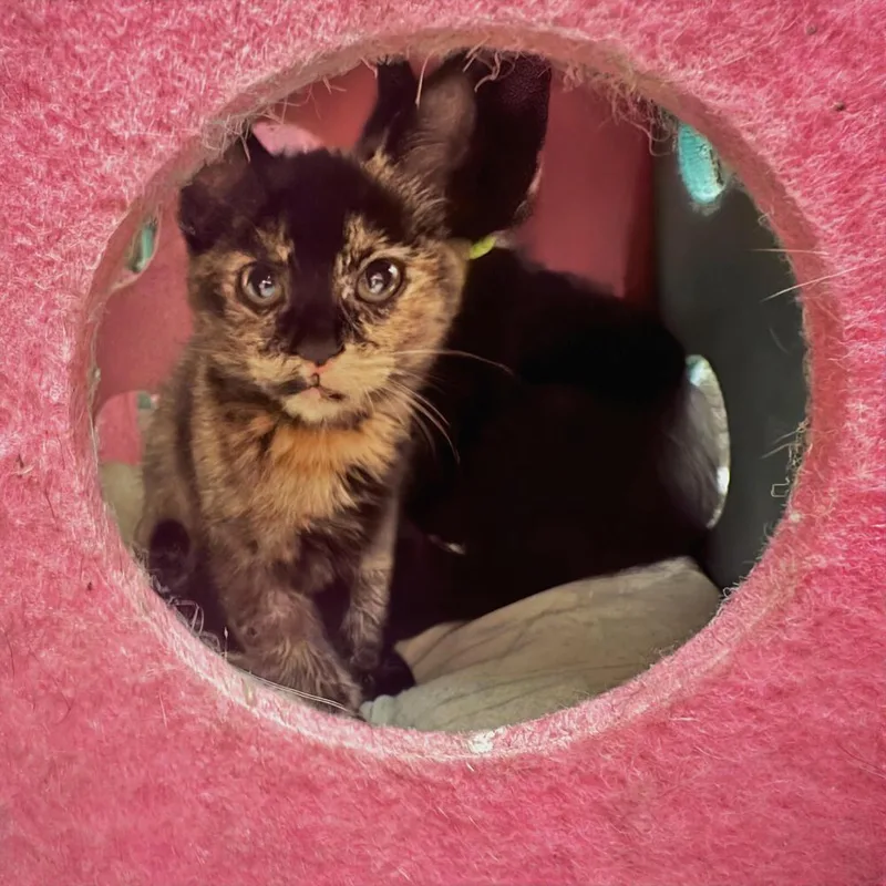 Lucy Lou thumbnail 2