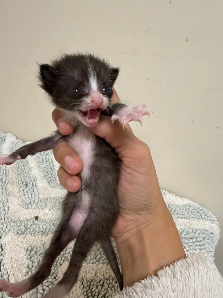 A baby small-sized male Domestic Short Hair cat named Lil Dutton for adoption in Newnan, GA