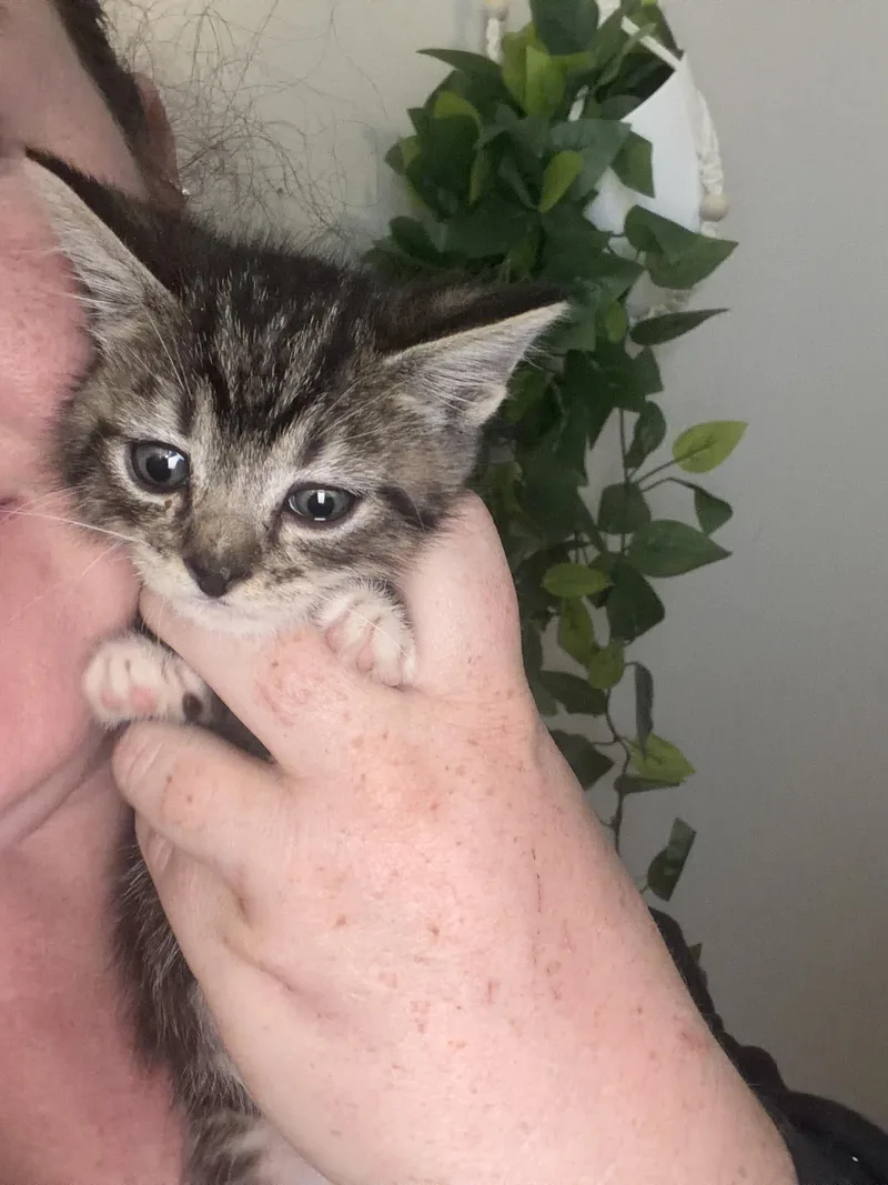 A baby small-sized male Tabby (Brown / Chocolate) Domestic Short Hair cat named Colossus for adoption in Fruit Heights, UT